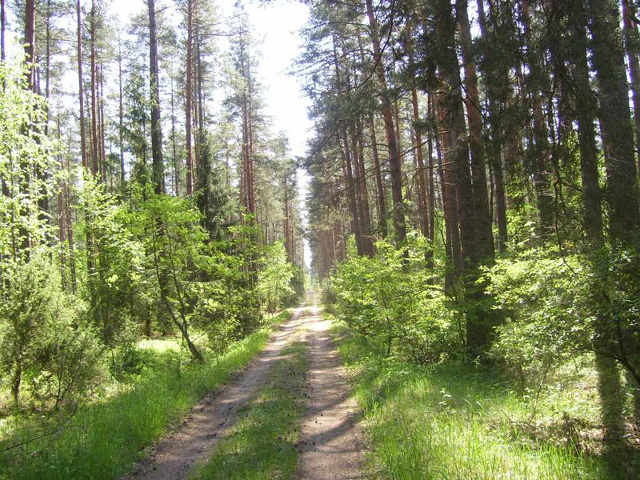 Lasy Puszczy Białowieskiej