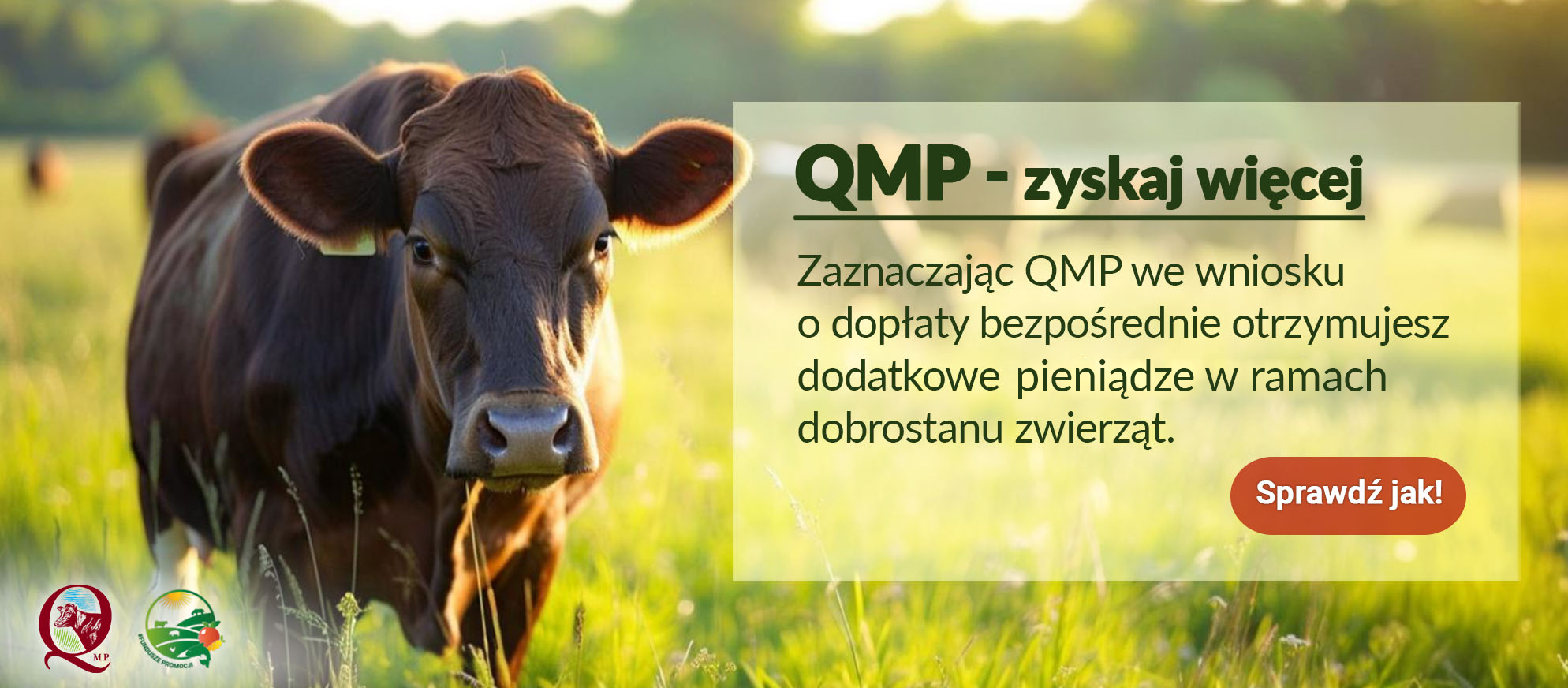 Baner QMP 1988x772