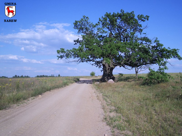 Dąb w Przybudkach